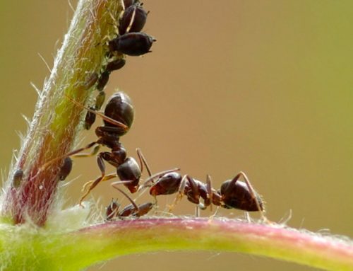Las Hormigas y tus Finanzas